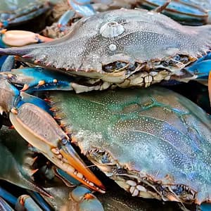 Blue Crab (Large Male)