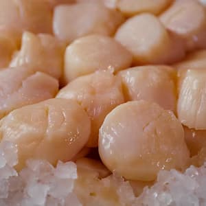 Scallops