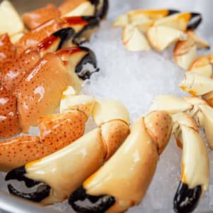 Stone Crab